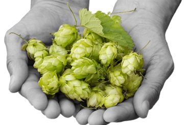 Qué es el dry hopping