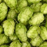 Qué son los IBU en la cerveza. Significado, cálculo e impacto en el sabor