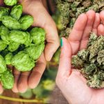 Lupulo y cannabis