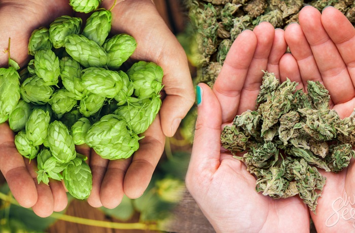 Lupulo y cannabis Lupulo y cannabis